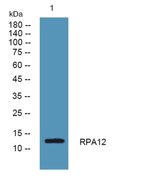 RPA12 rabbit pAb Antibody
