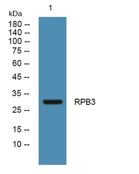 RPB3 rabbit pAb Antibody