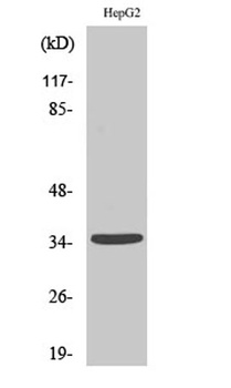 TRI63 rabbit pAb Antibody