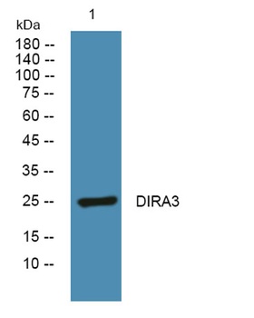 DIRA3 rabbit pAb Antibody