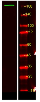 UBP54 rabbit pAb Antibody