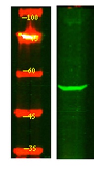 MOT6 rabbit pAb Antibody