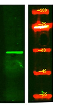 MOT7 rabbit pAb Antibody