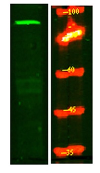 MPP8 rabbit pAb Antibody