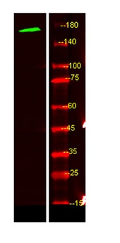 MEGF6 rabbit pAb Antibody