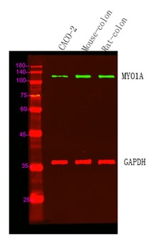 MYO1A rabbit pAb Antibody