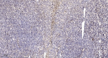 MY18B rabbit pAb Antibody