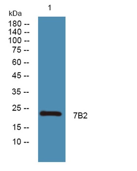 7B2 rabbit pAb Antibody