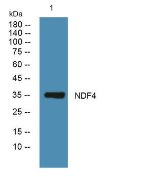 NDF4 rabbit pAb Antibody