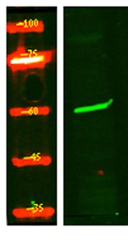 PR38B rabbit pAb Antibody