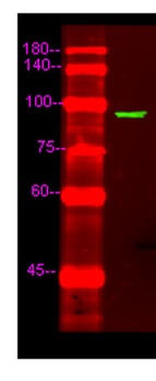 GNDS rabbit pAb Antibody