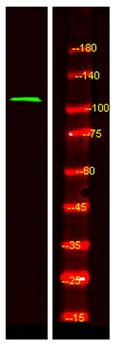 RAIN rabbit pAb Antibody