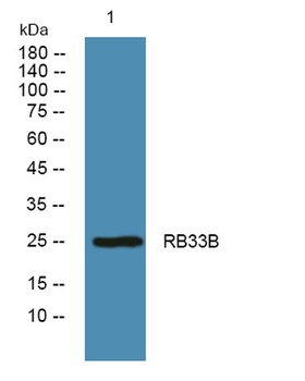 RB33B rabbit pAb Antibody