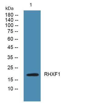 RHXF1 rabbit pAb Antibody