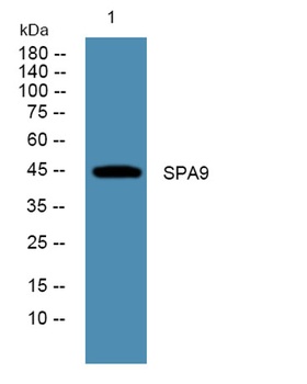 SPA9 rabbit pAb Antibody