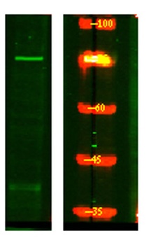 CLASR rabbit pAb Antibody
