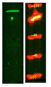 PNISR rabbit pAb Antibody