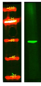 Z280B rabbit pAb Antibody