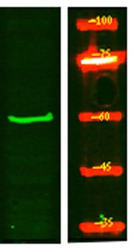 TIGD2 rabbit pAb Antibody
