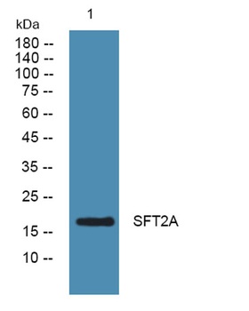 SFT2A rabbit pAb Antibody
