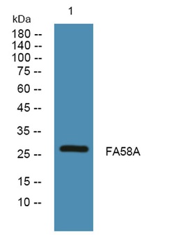 FA58A rabbit pAb Antibody