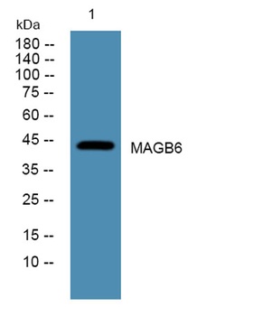 MAGB6 rabbit pAb Antibody
