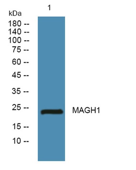 MAGH1 rabbit pAb Antibody