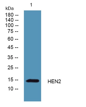 HEN2 rabbit pAb Antibody