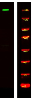 MRCKG rabbit pAb Antibody