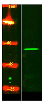 ZN497 rabbit pAb Antibody
