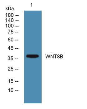 WNT8B rabbit pAb