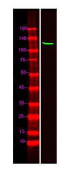 TOPRS rabbit pAb Antibody