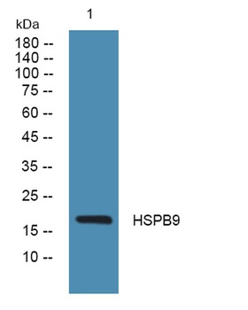 HSPB9 rabbit pAb Antibody