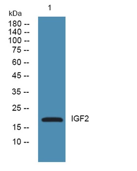 IGF2 rabbit pAb Antibody