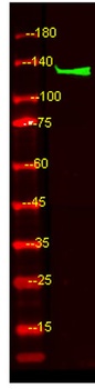 PLCB4 rabbit pAb Antibody