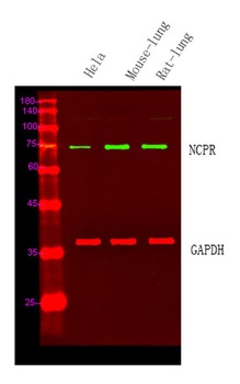 NCPR rabbit pAb Antibody