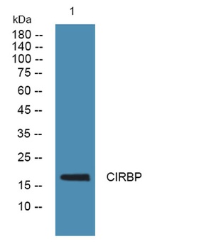 CIRBP rabbit pAb Antibody