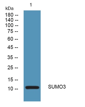 SUMO3 rabbit pAb Antibody