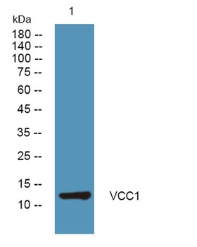 VCC1 rabbit pAb Antibody