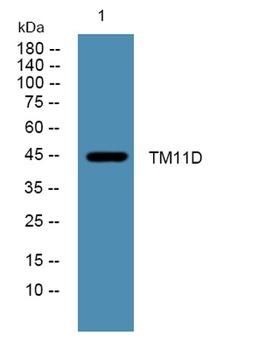 TM11D rabbit pAb Antibody