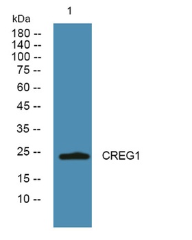 CREG1 rabbit pAb Antibody