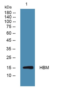 HBM rabbit pAb Antibody