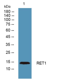 RET1 rabbit pAb Antibody