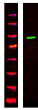 SREC rabbit pAb Antibody