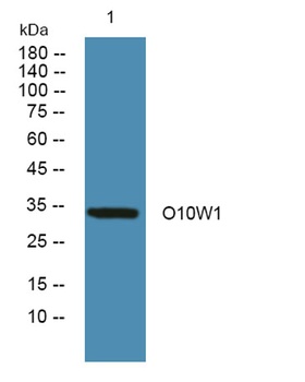 O10W1 rabbit pAb Antibody
