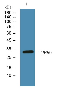 T2R50 rabbit pAb Antibody