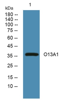 O13A1 rabbit pAb Antibody