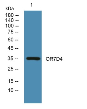 OR7D4 rabbit pAb Antibody