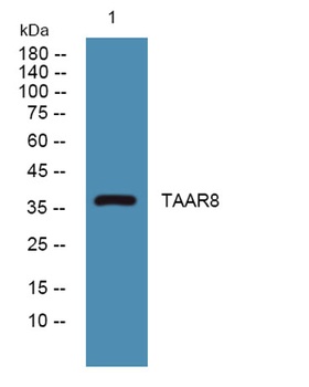 TAAR8 rabbit pAb Antibody