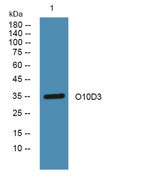 O10D3 rabbit pAb Antibody